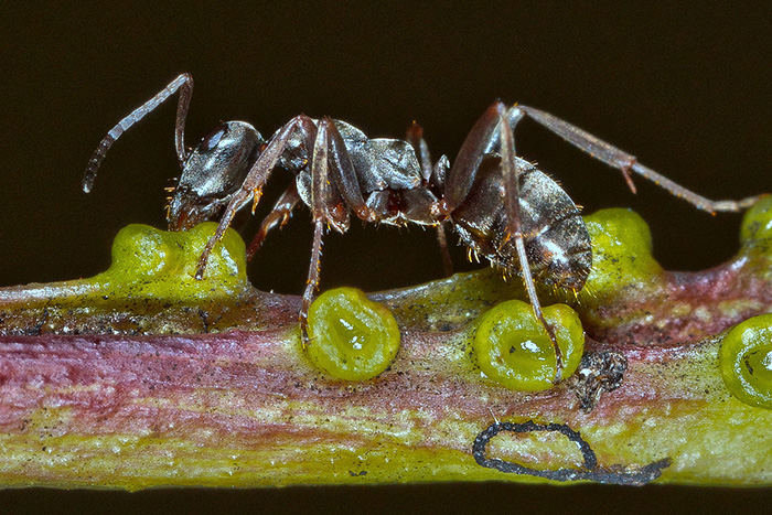 花外蜜腺：植物与蚂蚁共生的互惠关系