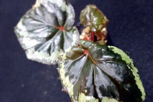Begonia ignita